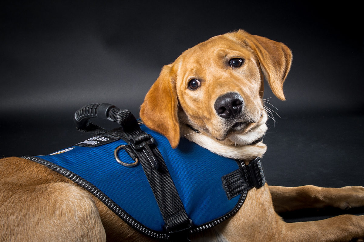 Service Dog with Wheelchair